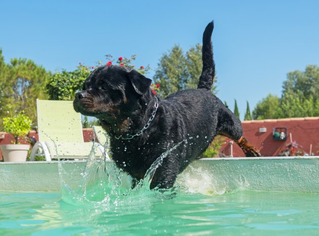 Rottweiler and swimming pool