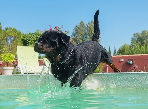 best dog swimming pools