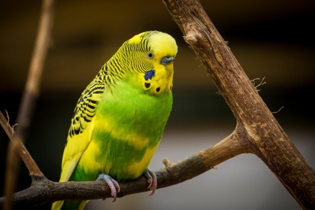 green parakeet