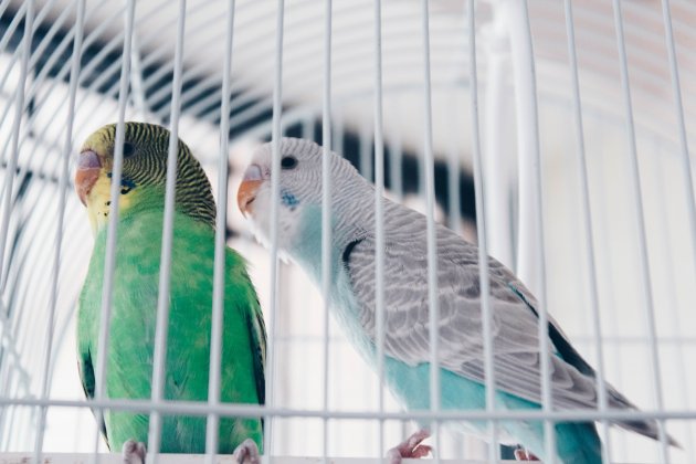 parakeets