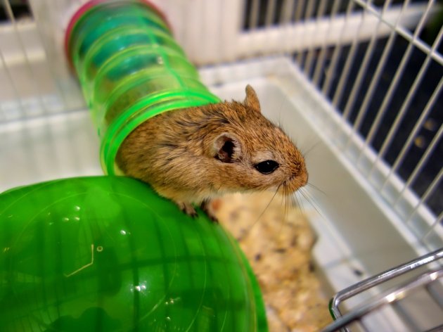 Battle of the Small Pets: Gerbil vs. Hamster - Which is the Best Pet for  You? - ESLBUZZ