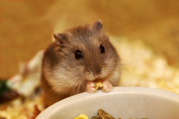 Battle of the Small Pets: Gerbil vs. Hamster - Which is the Best Pet for  You? - ESLBUZZ