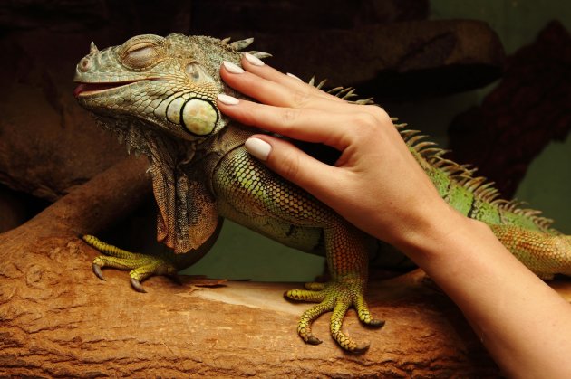 are iguanas good with dogs