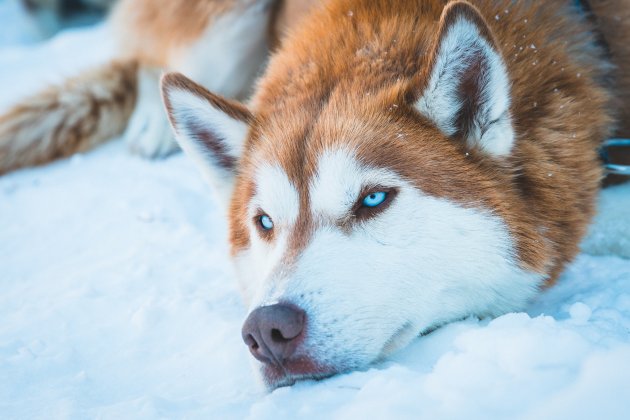 brown white siberian husky