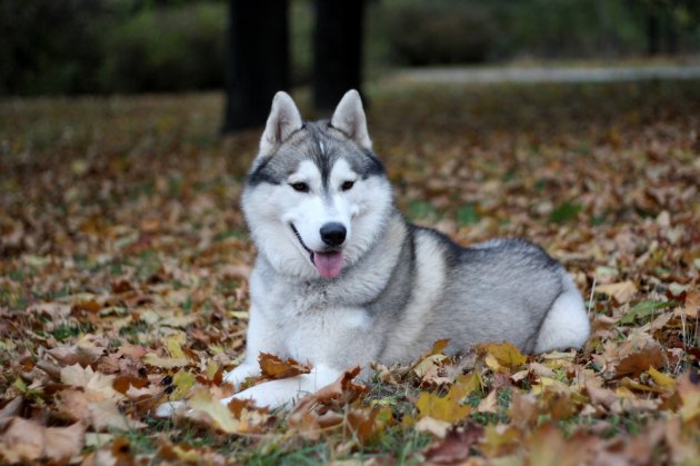 siberian husky autumn