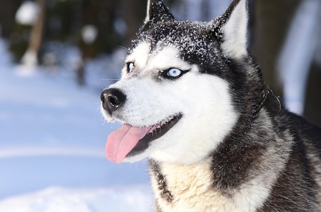 siberian husky winter