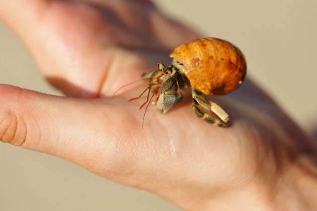 hermit crab in a hand