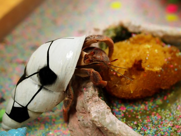 hermit crab pet