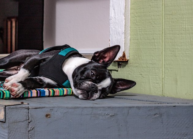 boston terrier dog cooling mat