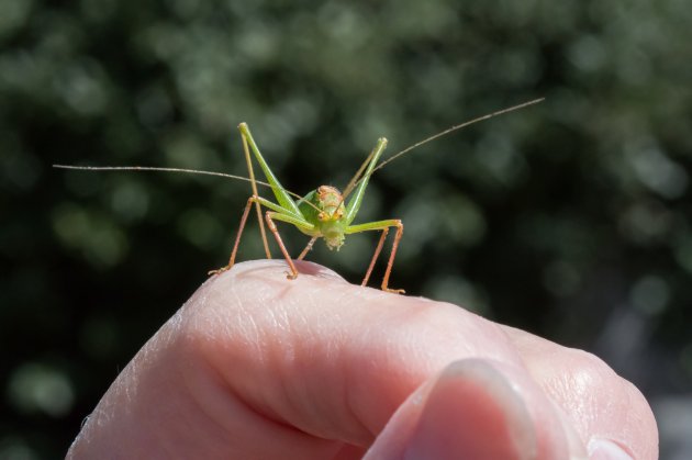 speckled bush cricket