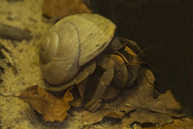 terrestrial hermit crab