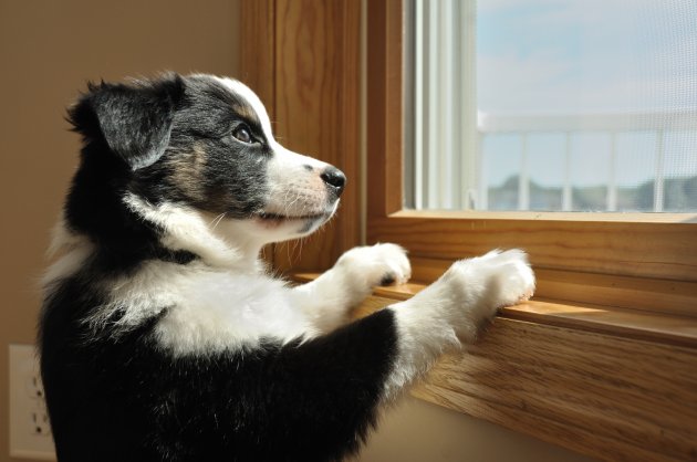 Australian Shepherd Puppy Watching