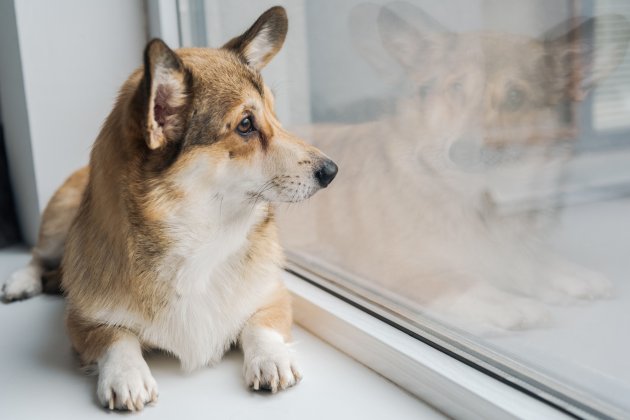 corgi dog lying on window