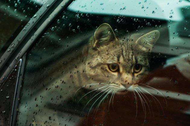 cat in the car