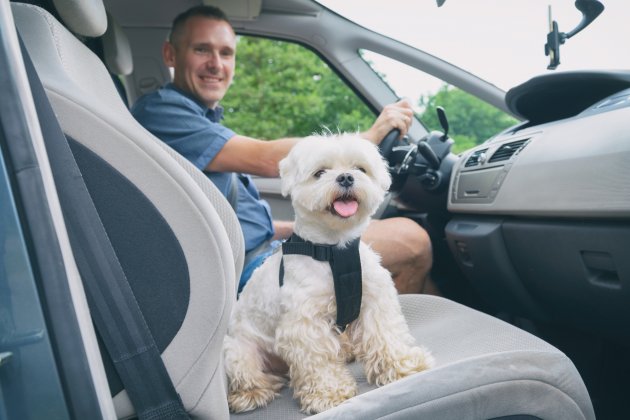 dog traveling in a car