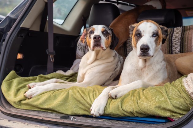 dogs sitting in a car