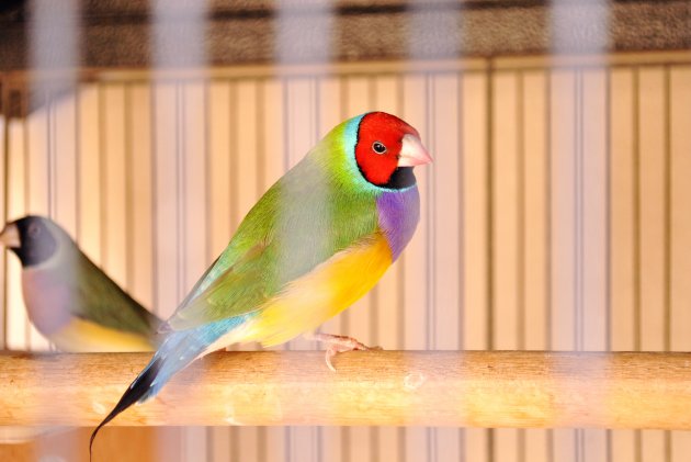 gouldian finch in the cage