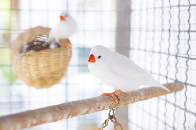 white estrildid finch in cage