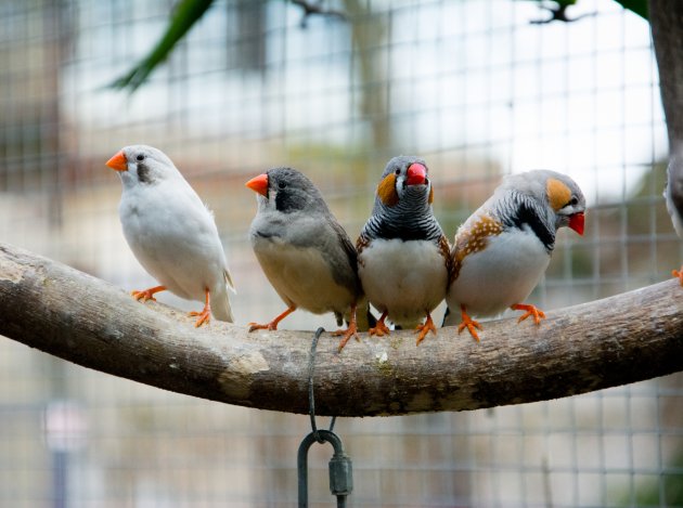 zebra finch in cage