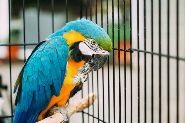 blue macaw cage