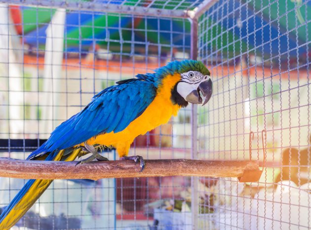 macaw bird in cage