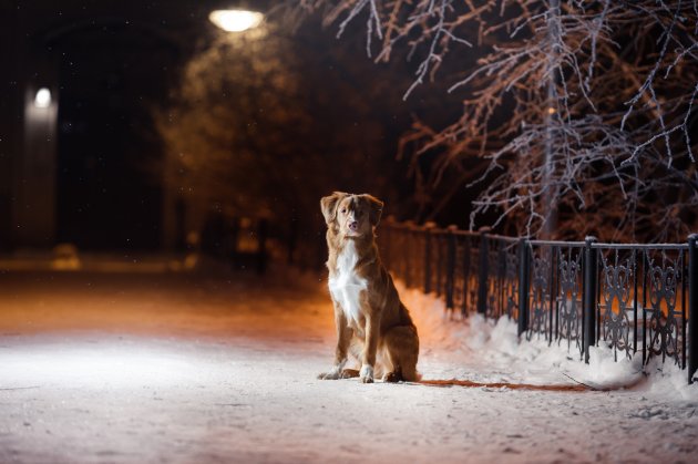 retriever on the street at night