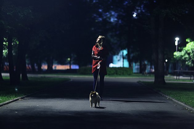 sennenhund walks on night