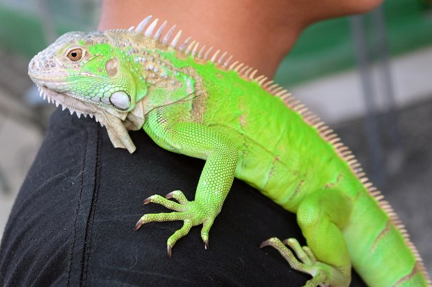 green iguana on shoulder