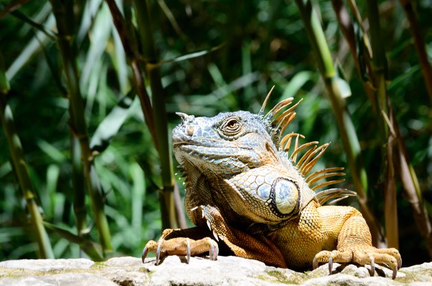 iguana on rock near plants