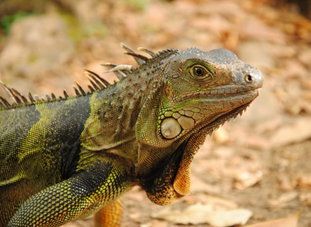 iguana portrait