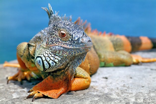 Iguana as a Pet: Pros and Cons | Pet Comments