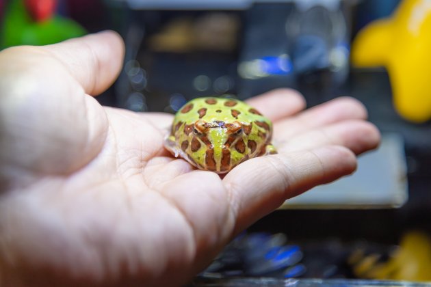 hand holding a horned frog