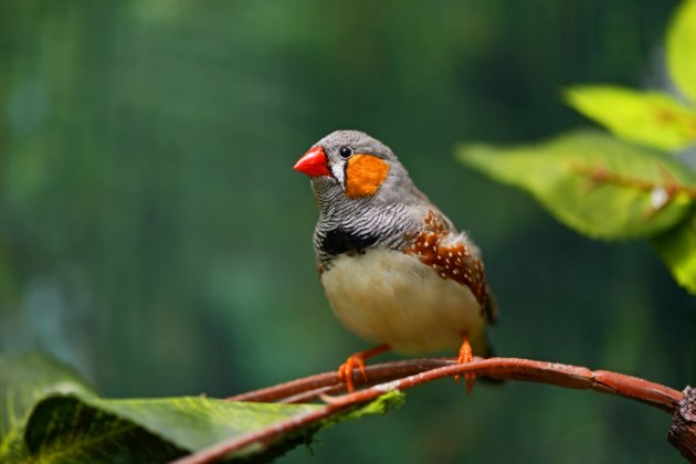 african finch