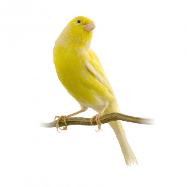 yellow canary on its perch