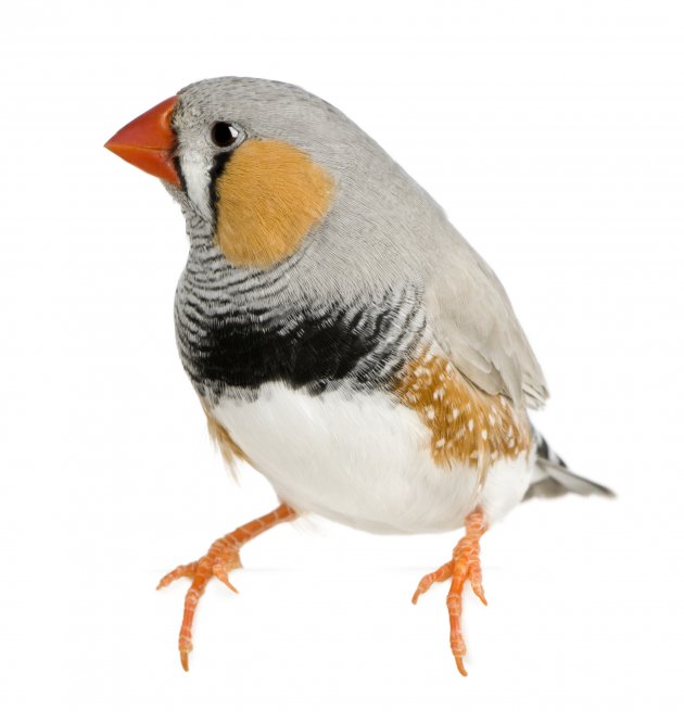 zebra finch