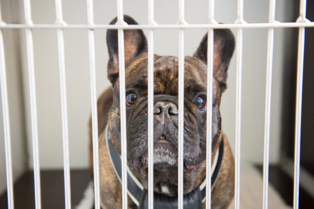 dog in cage