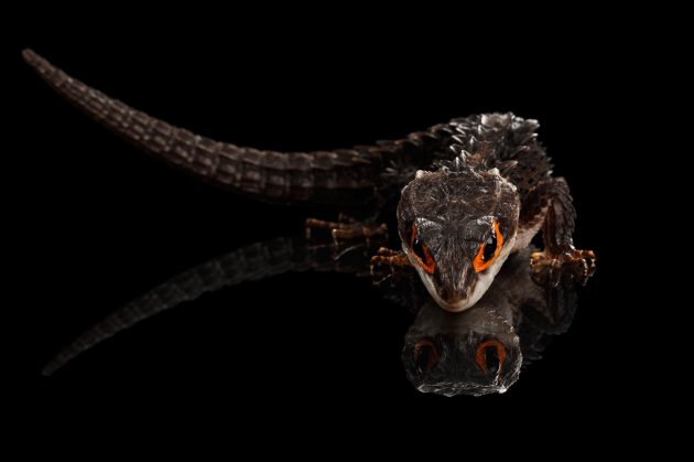 closeup red eyed crocodile skink