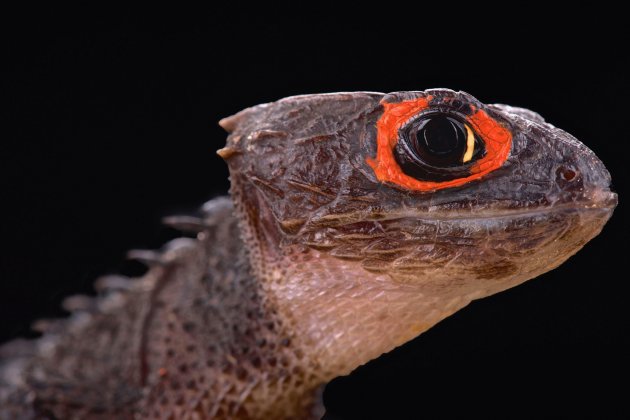 red eyed crocodile skink (tribolonotus gracilis)