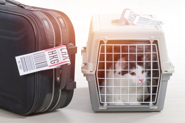 cat in the airline cargo pet carrier