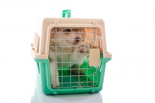 cute siberian husky puppy in travel box