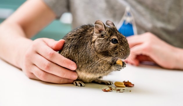 degu eating nuts