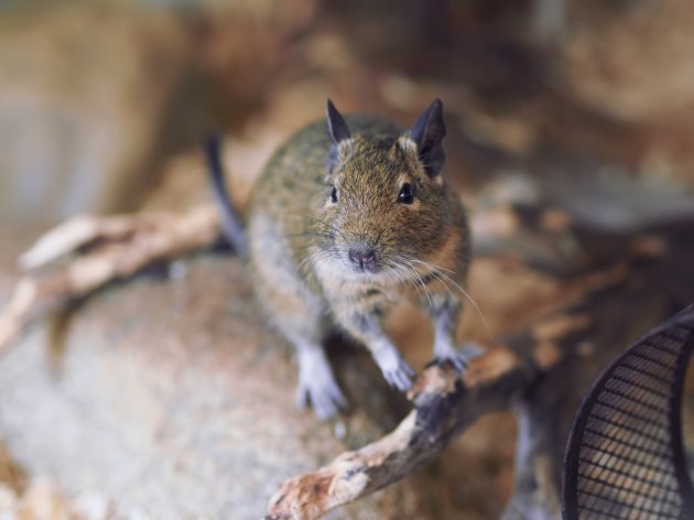 degu in a cage