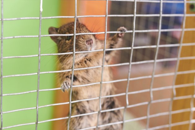 little degu hanging on the bars of the cage