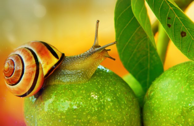 snail on green mango
