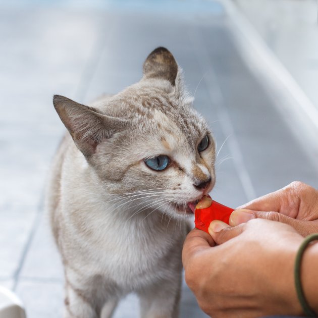 feeding stray cat