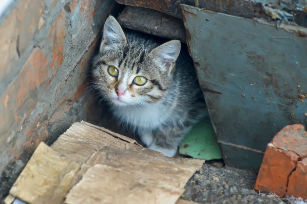 homeless kitten