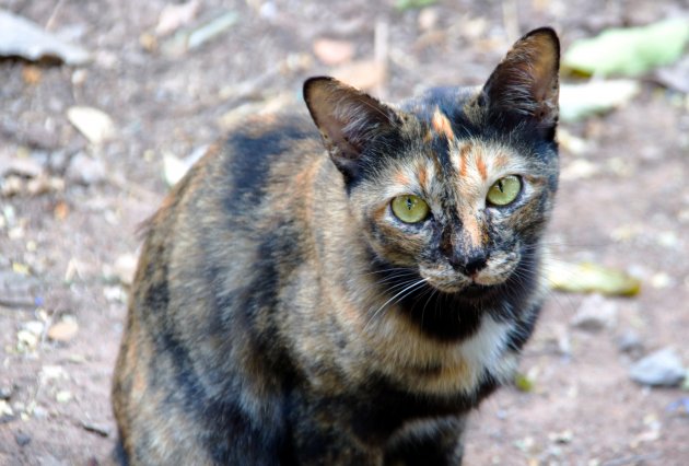 stray cat watching camera