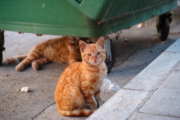 stray cats or street cats near garbage container