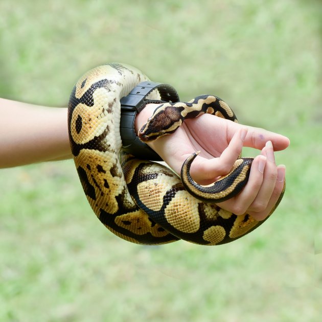 ball python coiled around the arm