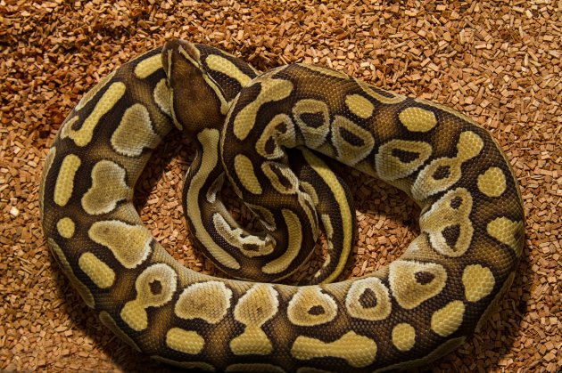 ball python snake